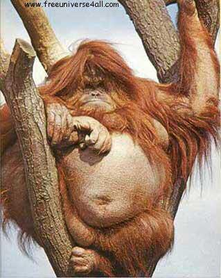 Un Kariboo dans le garage.........!!