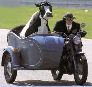 INSOLITE...