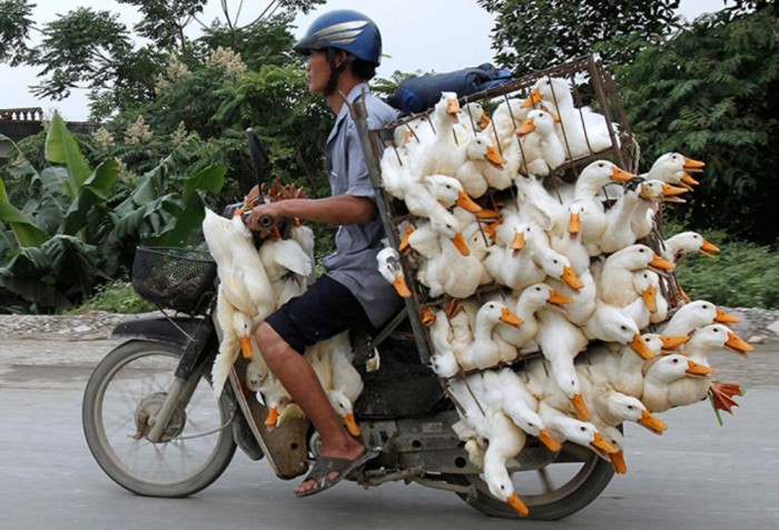 INSOLITE...