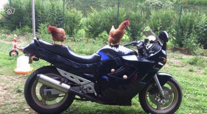 INSOLITE...
