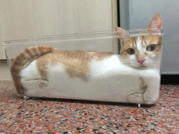 INSOLITE...