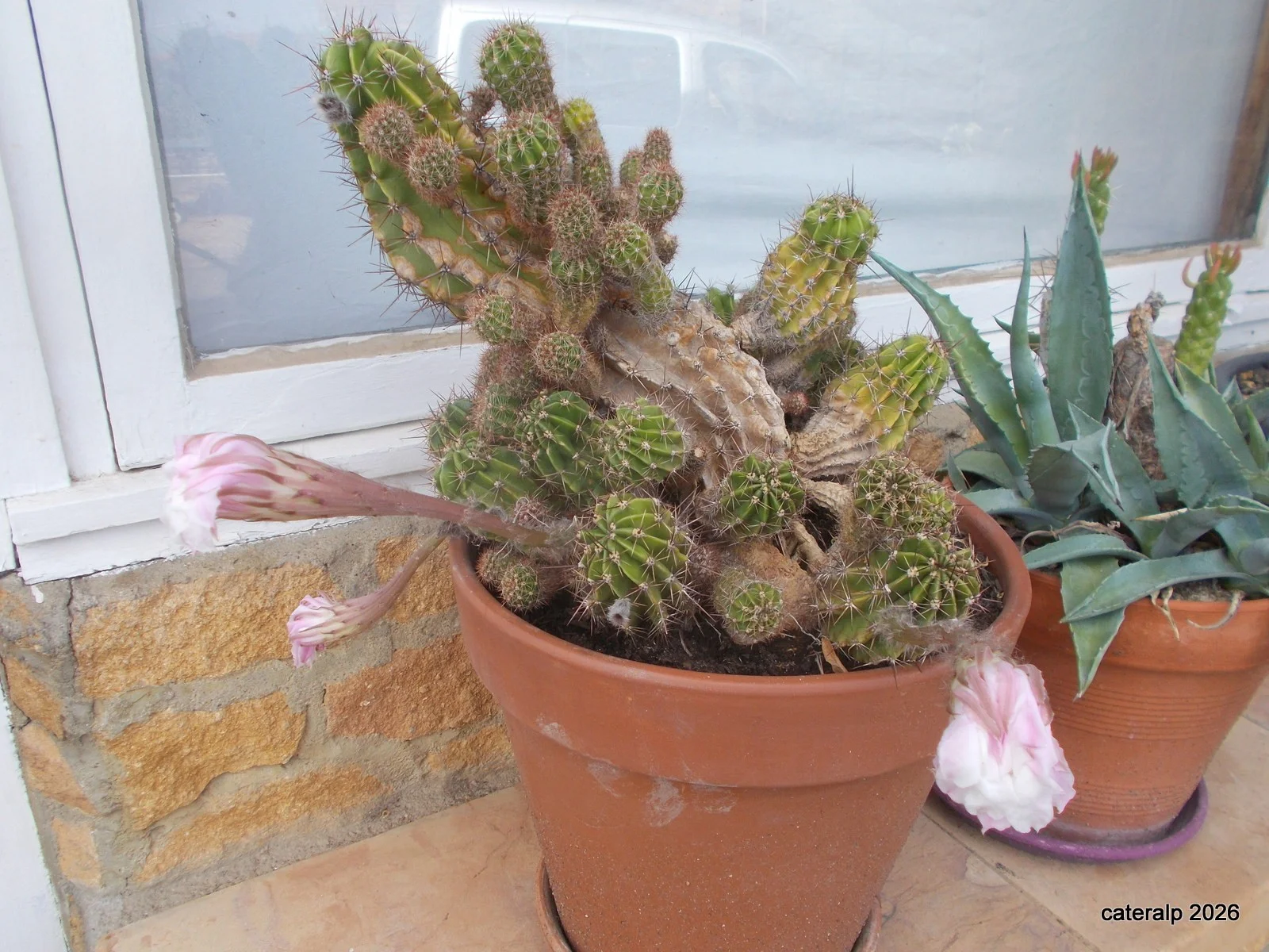 juillet_2026_001_108.webp