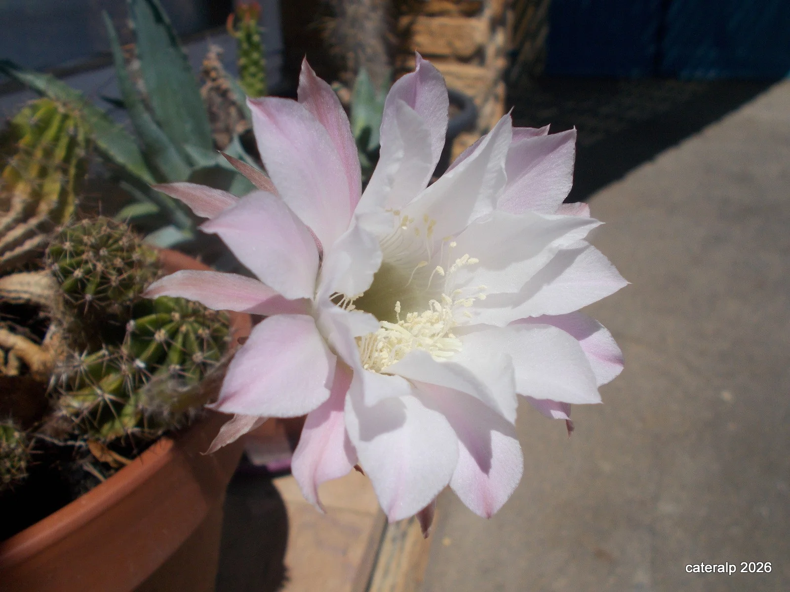 juillet_2026_009_545.webp