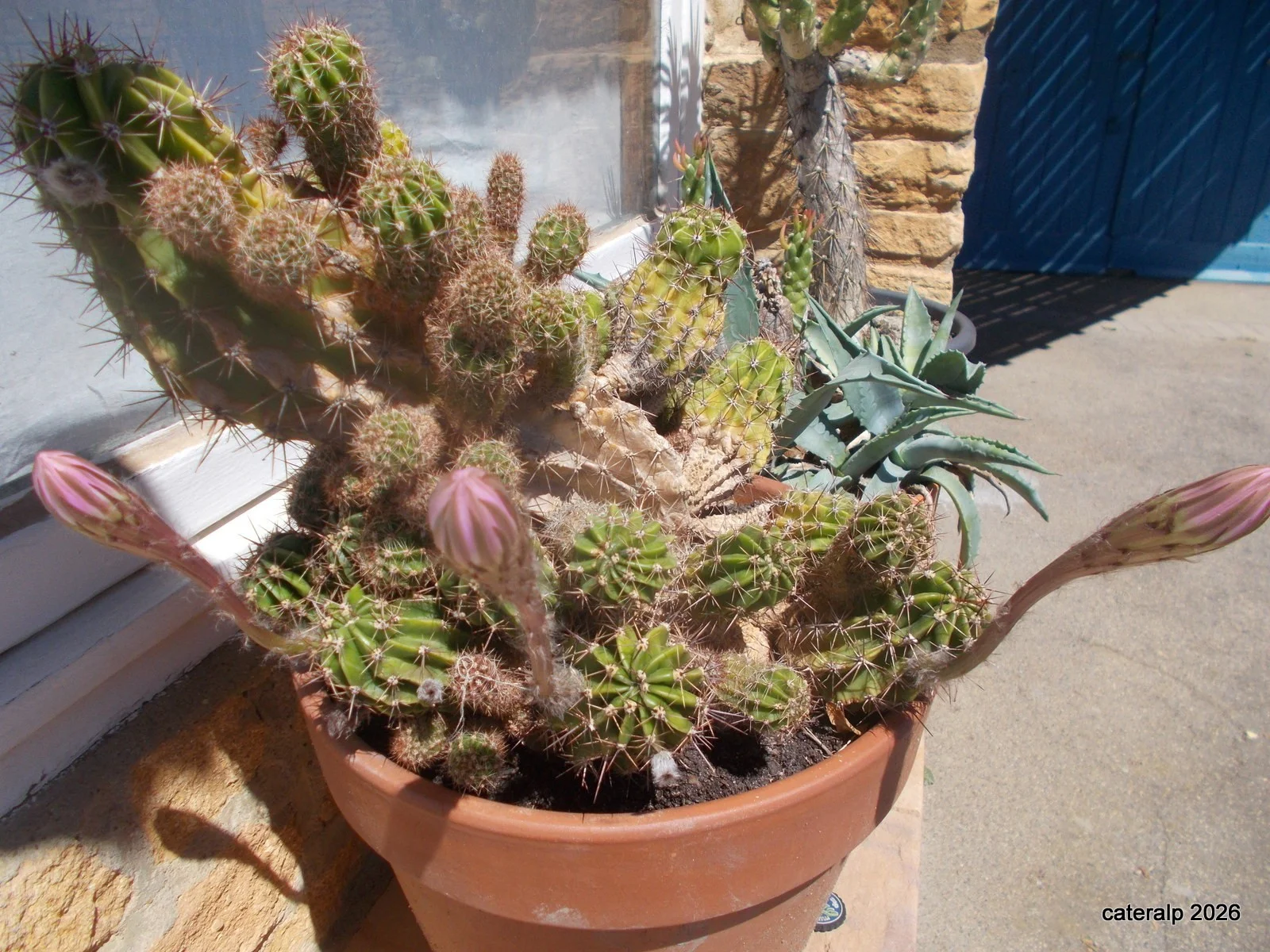 pot_modifi___010_648.webp