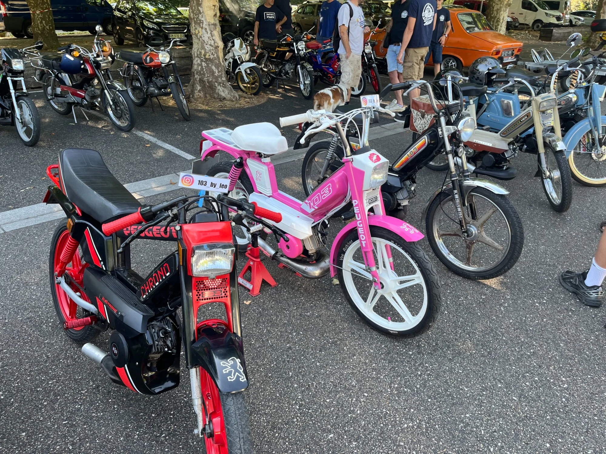 IMG_0533_546.webp