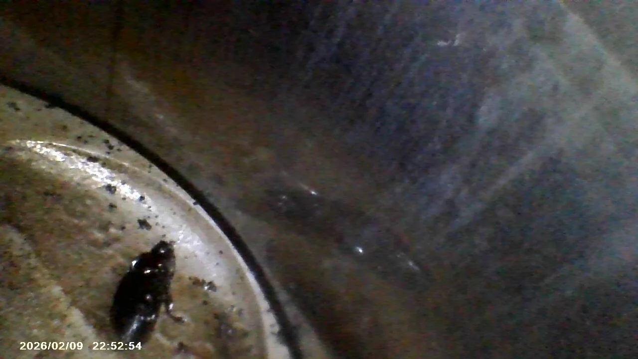 d90-03ce4d754220_155.webp