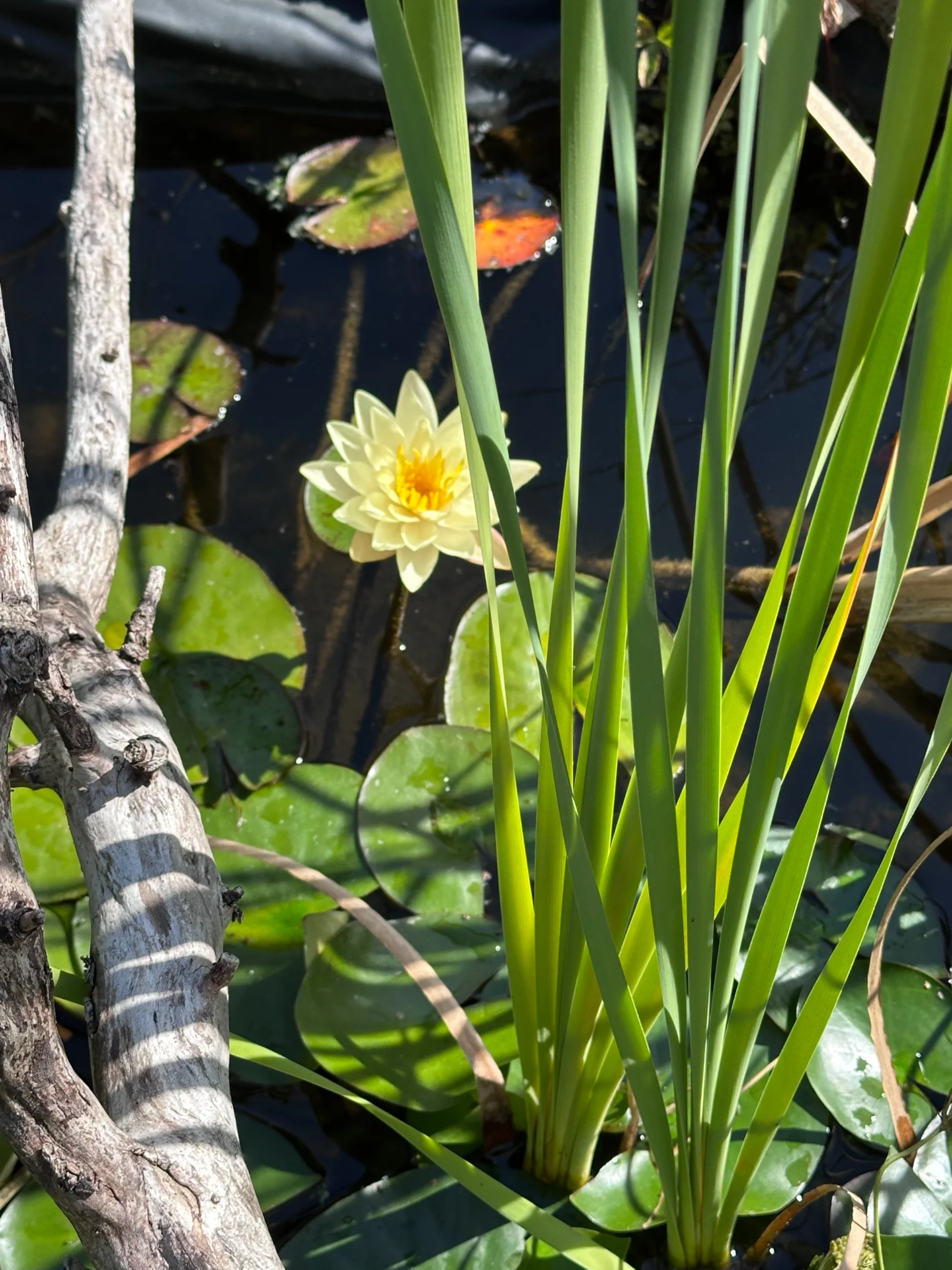 IMG_0448_472.webp